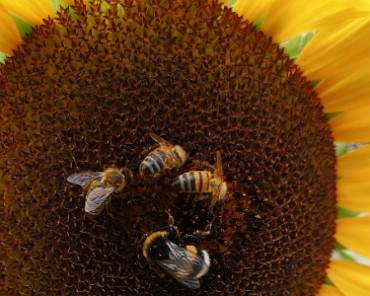 2019-08-09 17.18.02 Hummel