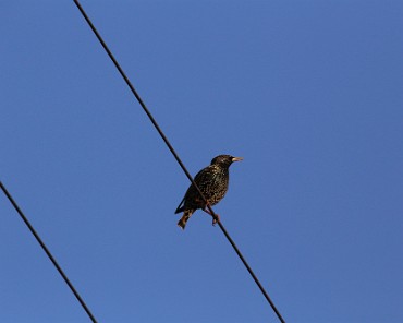 IMG_9905